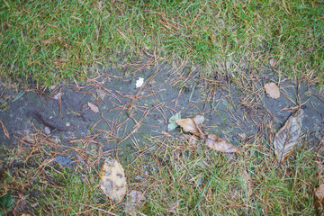 Wet Woodland Path