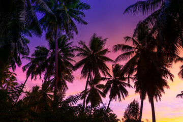 Fototapeta premium Silhouette coconut palm trees on beach at sunset. La Digue Island, Seychelles