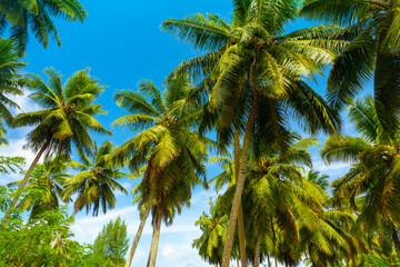 Fototapeta premium Coconut palms on the beach on a sunny day. La Digue Island, Seychelles