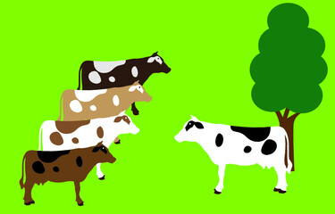 Cow leader, on the green field, follow the best