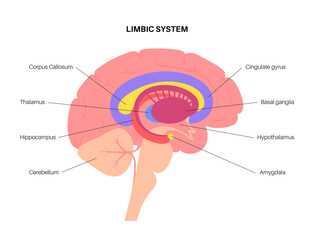 Obraz premium Brain limbic system