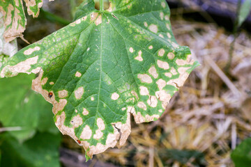 affected by diseases and pests of plant leaves and fruits of cucumber White rot sclerotinosis diseases of cucumbers is white rot white mold. Downy mildew peresporosis, White rot sclerotinosis.