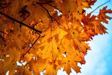 Nice yellow maple leaves  nature background abstract macro close up autumn