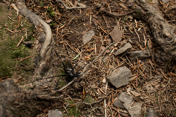 Close up of a black beetle on forest ground