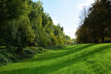 bäume entlang des rhein in neuss, nrw, deutschland