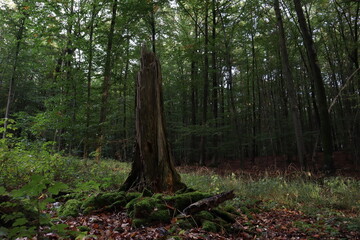 Baumstumpf im Wald