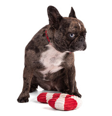 French Bulldog with red bow ties for Christmas