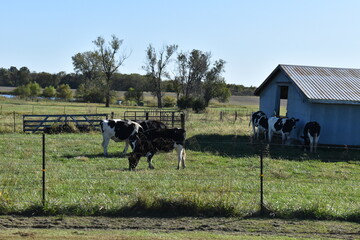 Cows in a Farm Field by a Barn