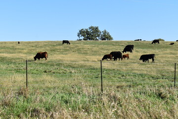 Fototapeta na wymiar Herd of Cows in a Farm Field
