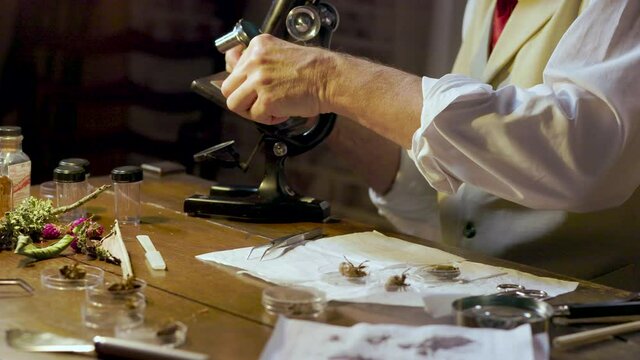 Close up of an Amateur Entomologist from the 1930s using a microscope in the study of cicadas exoskeletons.