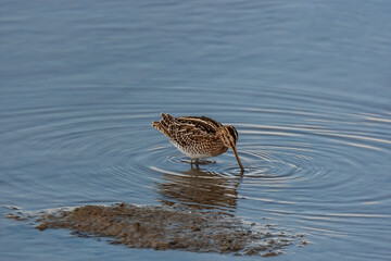 Great Snipe (Gallinago media) feeding in the lake