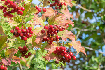 Obraz premium Viburnum bush with overripe berries and pink-yellow leaves in mid-September