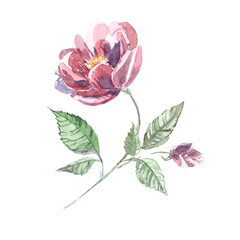 watercolor set with pink peonies. vintage clipart with flowers and petals on a white background. design of greeting cards, product invitations.