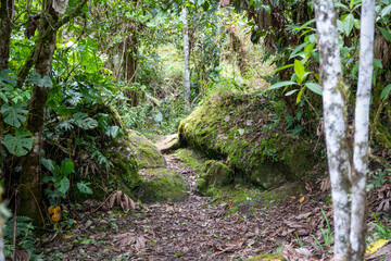 Trail Hiking Trail in the Jungle of Costa Rica