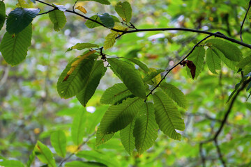 green leaves in spring