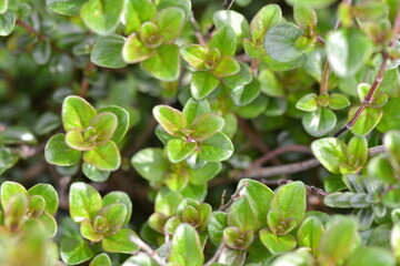 Thyme plant leaves in fresh Spring growth. 