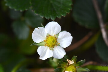 Strawberry blossom with the beginnings of the new fruit. 
