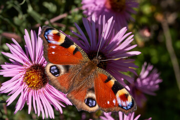 The butterfly Peacock eye (lat. Aglais io) collects nectar from flowers.