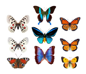 Fototapeta na wymiar set of colorful butterflies for design isolated on white
