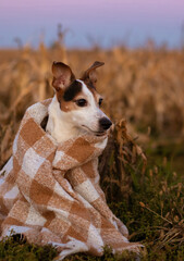 dog breed jack russell terrier autumn warm photos
