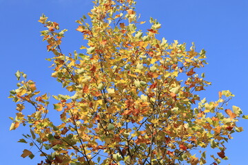 Glorious Fall Foliage Against a Bright Blue Sky