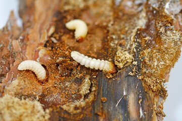 Longhorn beetle larvae in dead birch wood 