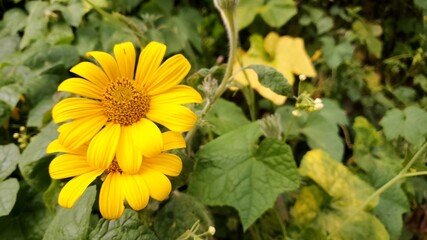 Yellow flower surrounded by green plants 