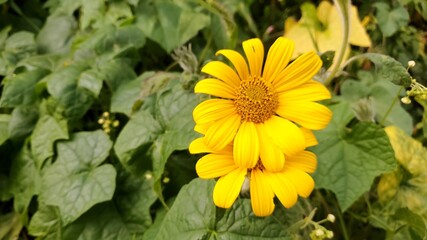 yellow flower in the middle of bushes 