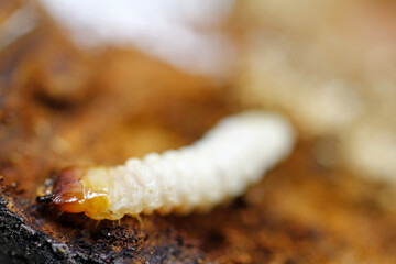 Longhorn beetle larvae in dead birch wood 