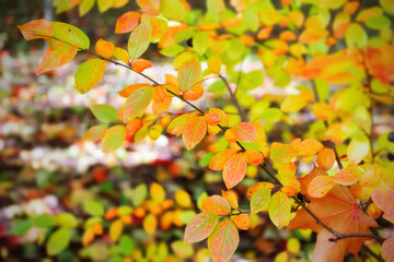 Fototapeta na wymiar Blurred autumn background