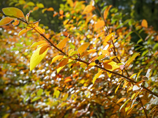 Blurred autumn background