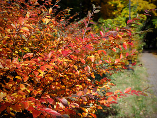 Blurred autumn background
