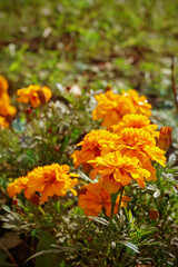 Tagetes orange flowers bloom. Floral background.