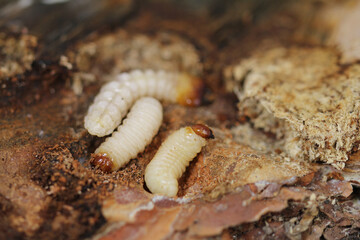 Longhorn beetle larvae in dead birch wood 
