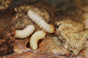 Longhorn beetle larvae in dead birch wood 
