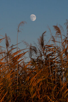 moon in the sky
