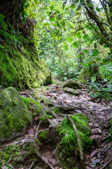 Trail Hiking Trail in the Jungle of Costa Rica