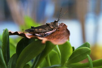 #grasshopper #grilo #gafanhoto #bug #leaves #folhas 