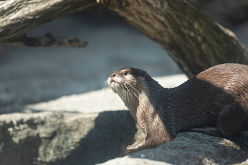 カワウソ、水から上がって来てびしょ濡れ