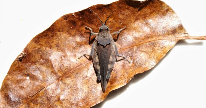 #grasshopper #grilo #gafanhoto #bug #leaves #folhas #folhaseca #white branco #marrom #cobre #contraste 