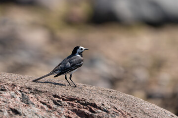 white wagtail