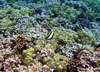 Fototapeta na wymiar Underwater picture of colorful Kona coral reef