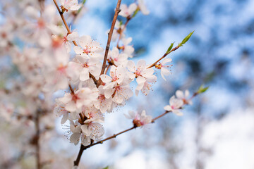 Brunch of apple tree flowers on the bright blue sky background