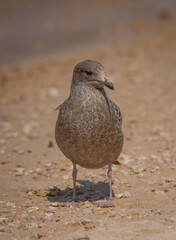 Juvenile Western Gull on a beach