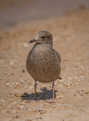 Juvenile Western Gull on a beach