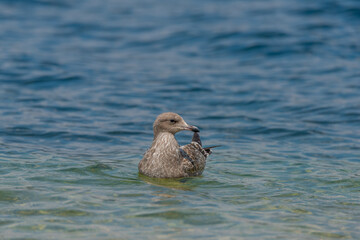 Juvenile Western Gull swimming