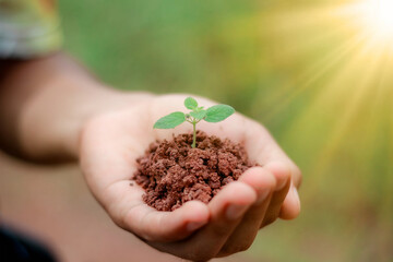 hand holding small tree for planting and sunlight. plant growing on soil. concept green world