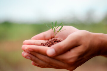 hand holding small tree for planting. plant growing on soil. concept green world