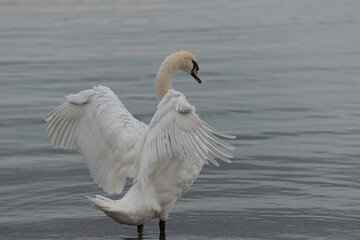 swan on the water