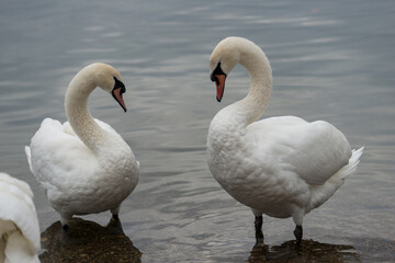 swans on the lake